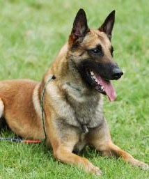 Path cleared for K9 unit to import specialist breed
