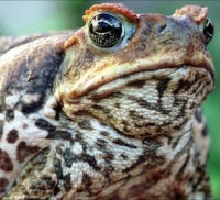 Cane toad threat spreads to Caribbean