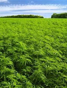 Local campaign launched to legalize medicinal ganja