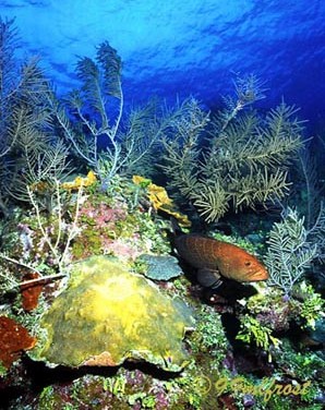Cayman celebrates 25 years of marine conservation