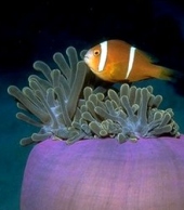 UK sets up Chagos Islands marine reserve