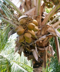 coconuts (251x300).jpg