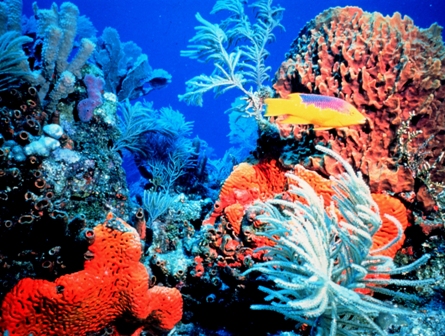 Corals face extinction