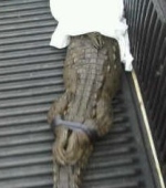 Small croc recaptured and released