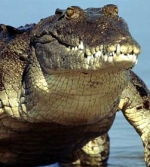 Mafia used croc to terrorise