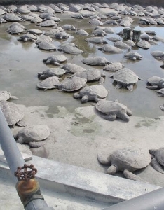 Charity steps up pressure for change at Turtle Farm