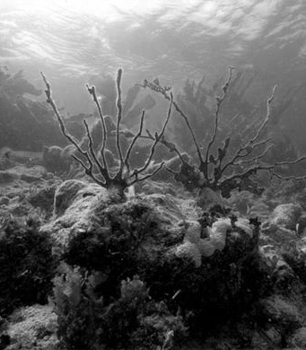 dead-coral-reef.jpg