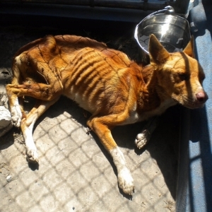 Starving dog, near death left at animal shelter