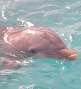 Captive dolphin breaks visitor’s teeth in pool