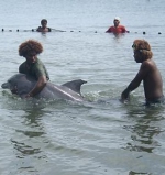 Solomon Islands sending more dolphins overseas