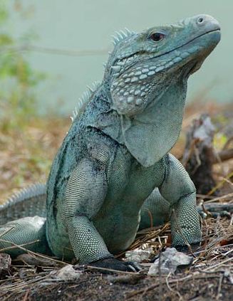 Blue iguanas given chance to recolonize land