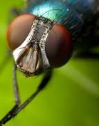 DEH fights fly infestation on Cayman Brac