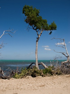 Ryan silent over mangroves