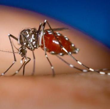 Dengue fever samples go to CDC for confirmation