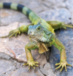 Green iguana a bad dinner choice, warn officials