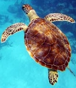 Turtle sticks to British isles on 550-mile journey