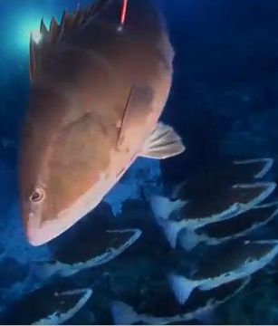 Video spells out need to retain grouper ban