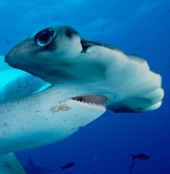 Shark’s wide face explained