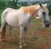Home for neglected horses planned