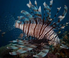 Tourists offered reduced rates to help cull lionfish