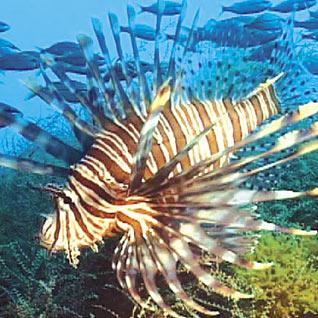 Bounty on lionfish could address two ills, says MLA