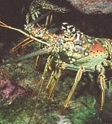 Public warned of penalties as lobster season closes