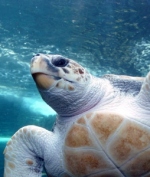 Bahamas protects turtles
