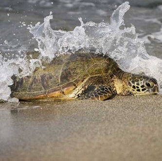 US sets aside 100s of miles of beach for turtles