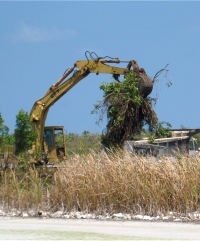 Mangroves removed for airline safety