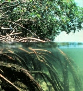 Extinction threat for mangroves warns IUCN