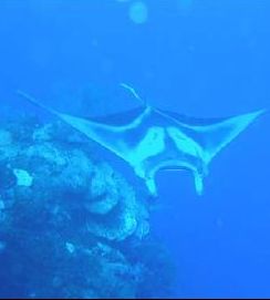 DoE calls on divers to send in Manta snaps