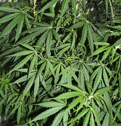 Marijuana decriminalised in Washington state