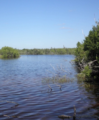 Caribbean and Latin America may lose 39% wetlands