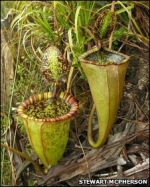 Giant ‘meat-eating’ plant found