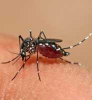 One dengue fever case confirmed, says Public Health