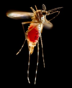 Researchers publish findings on GM mosquitoes
