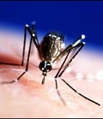 ‘Lame’ mosquitoes to stop dengue