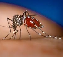 Warning over first Caribbean cases of Chikungunya