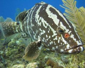 Nassau grouper starting to recover off Cayman Islands