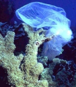 Ocean threat from plastics