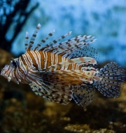 Lionfish threaten Sister Islands’ economies