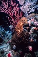 Coral reefs are evolution hotspot