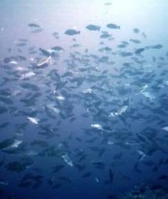 CITA adds voice to call for grouper ban extension