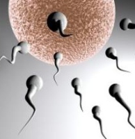 Why levels of sperm in men are falling