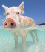 Swimming pigs in Bahamas