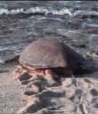 DoE rescues wild green turtle