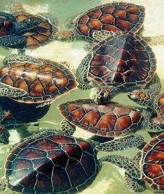 Turtle farm hopes for improved breeding season