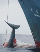 Whaling: the great betrayal