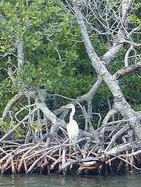20080203_mangroves.jpg