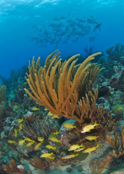 25 Years Marine Parks Coral Reef.jpg